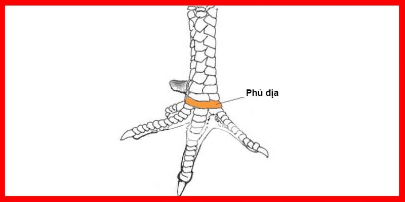 Cách xem chân đá gà cựa sắt có vảy phủ địa