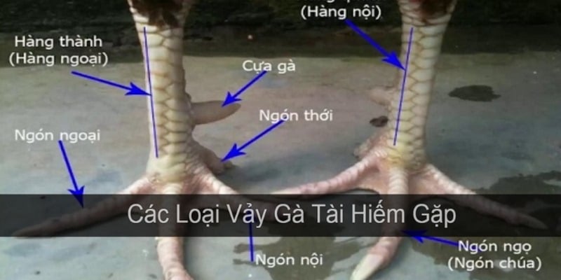 Cách xem chân đá gà cựa sắt thông qua hàng nội và hàng ngoại của kê