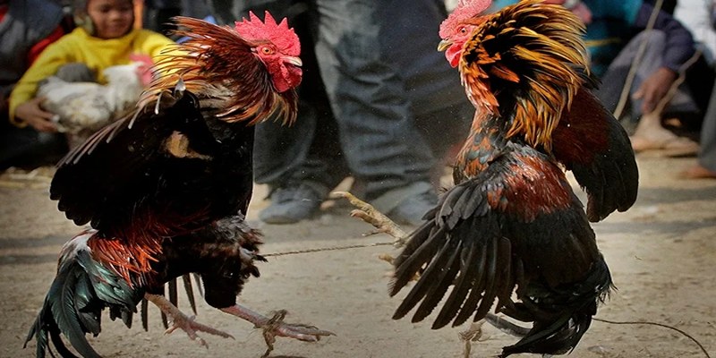 Theo dõi trận đá gà cựa sắt