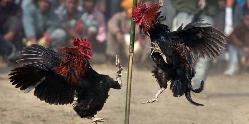 Tích lũy mẹo cược đá gà kubet cực hay