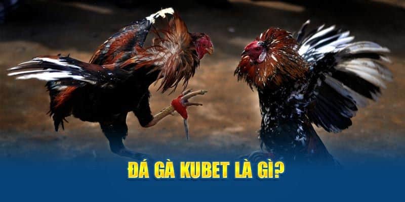Giới thiệu sảnh đá gà Kubet